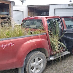 Gay collecting plants for Waituna