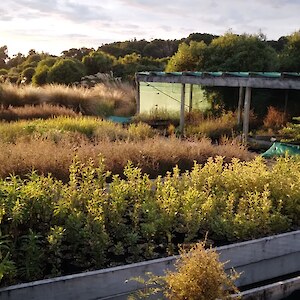 Nursery full of good plants now going out to projects!