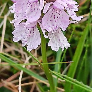 Orchid