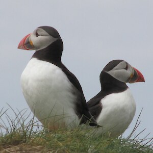 Gorgeous Puffins!