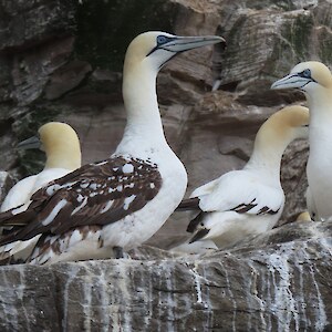 Gannet Colony on Ness Island