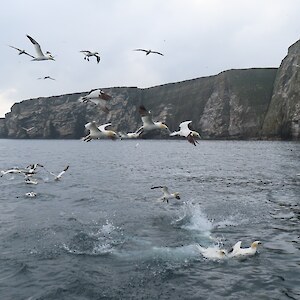 Gannets off Ness Island