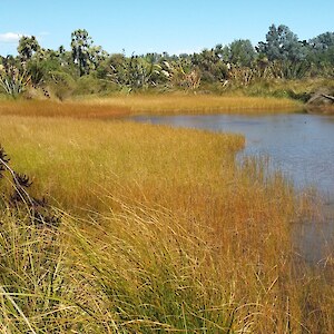Pond “After”