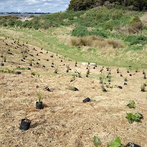 Putting out the plants 2024