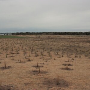 “Before” - at Bushy Point in 2011