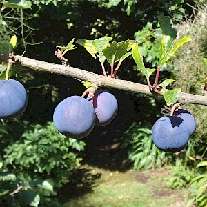 4 of my 15 individual damsons!