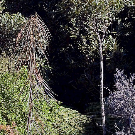 Photo credit: Jeremy R Rolfe. Left = Juvenile tree. Right = Adult tree.