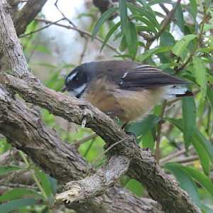 a fantail missing something!