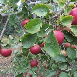favourite apple - Belle de Boskoop