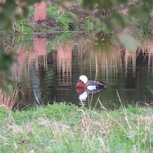 Our first pond visitor!