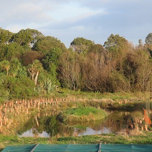 Our pond planting
