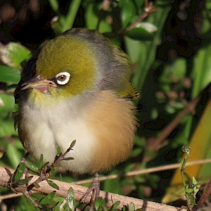 Cute waxeye