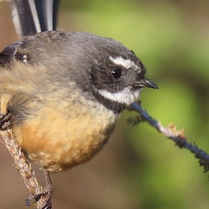 resident fantail