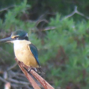 Kingfisher on Bittern, from the Education Centre